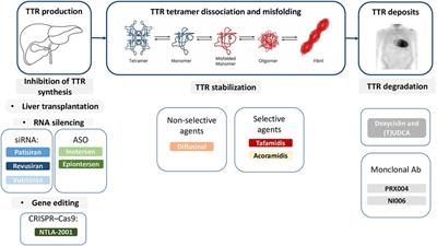 Treating amyloid transthyretin cardiomyopathy: lessons learned from clinical trials